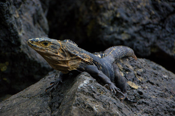 Gran Lagarto tranquilo encima de una roca.
