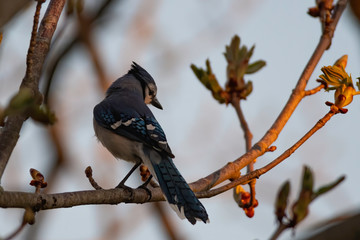 Blue Jay perched in tree