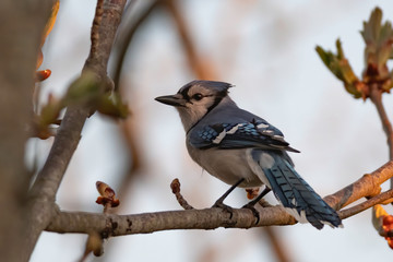 Blue Jay in Tree
