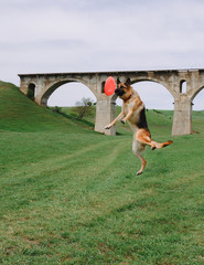 The dog is playing. German shepherd dog catching a disc. Dog Frisbee.