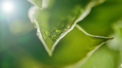dew drops on beautiful green leaves in sunshine at garden 