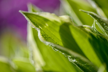 green leaves and beautiful purple flowers in sunshine at garden, close view 