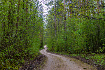 Fototapeta na wymiar twisty road in the woods in Latvia, Latgale