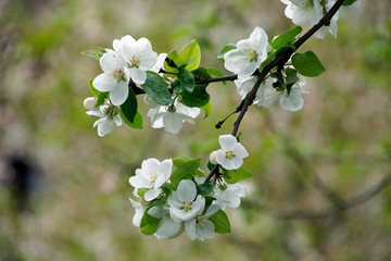 Sprig of apple tree with flowers in spring in May. Fruit tree. White petals. Close-up.