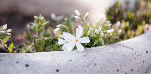 Spring flowers in the flowerbed. Weaving and bushes. Bright and blooming buds. Spring assorted...