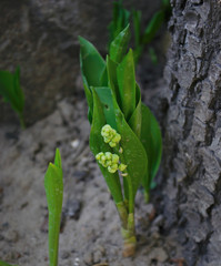 Spring flowers in the flowerbed. Weaving and bushes. Bright and blooming buds. Spring assorted colors.