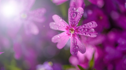Fototapeta na wymiar beautiful purple flowers with dew drops on petals in sunshine, close view 