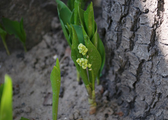 Spring flowers in the flowerbed. Weaving and bushes. Bright and blooming buds. Spring assorted colors.