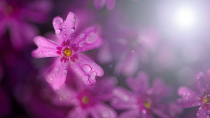 Obraz na płótnie Canvas beautiful purple flowers with dew drops on petals in sunshine, close view 