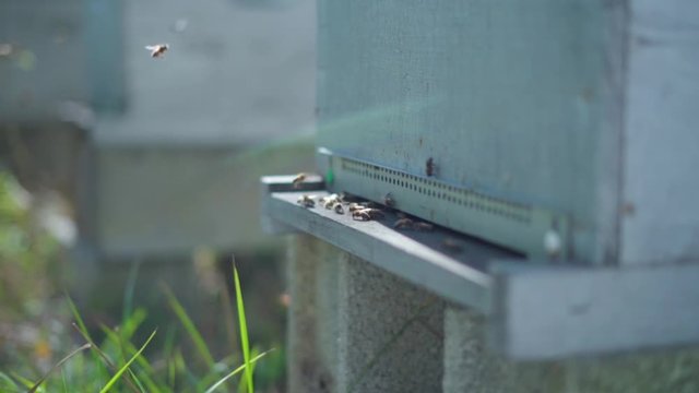 Abeilles ruche