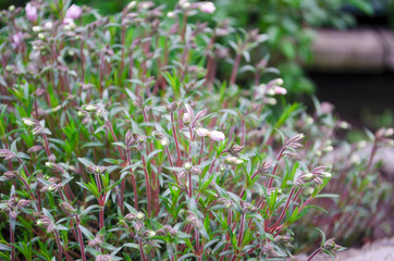 Spring flowers in the flowerbed. Weaving and bushes. Bright and blooming buds. Spring assorted colors.