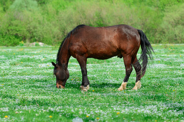 A brown horse grazes on a green spring meadow