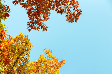 Close up of bright yellow and red maple leaves on fall tree branches with vibrant blurred background in autumn park.