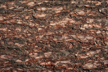 Brown wood texture. Abstract wood texture background. Beautiful background of tree bark. Copy space...