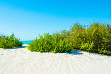 Beautiful landscape of clear turquoise ocean and sandy beach in Saadiyat island