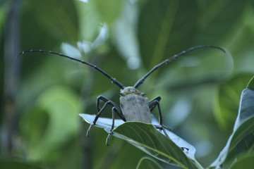 green bug on a leaf