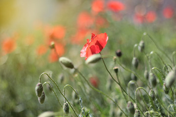 Naklejka premium red poppy in the field