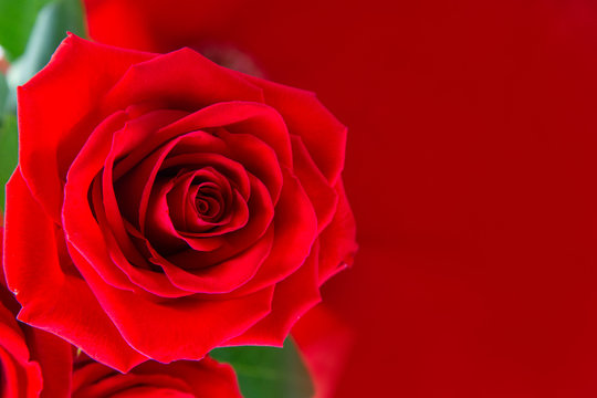 red rose close-up. Spa concept. Spa treatment with a red flower