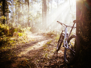 Fototapeta na wymiar Buxton Mountain Bike Park in Australia