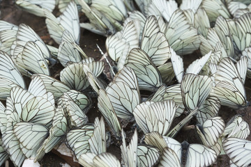 Obraz premium Many white butterflies on sand.