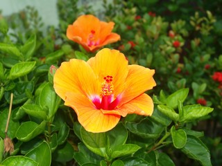 Big flowers of orange hibiscus. Hibiscus rosa-sinensis large flower. Close up, macro, isolated view. Flowers and leaves. Bright colors of flowering tropical plant. Plants produce showy blooms one day