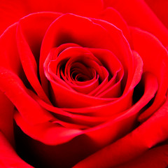 red rose close-up. Spa concept. Spa treatment with a red flower