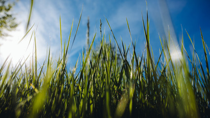 Low angle view of fresh grass against blue sky with clouds.