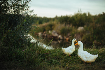 Two white big geese walking peacefully together.