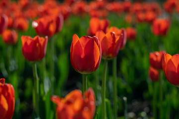 Tulip