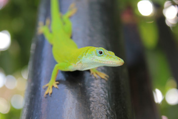 Green Lizard 1