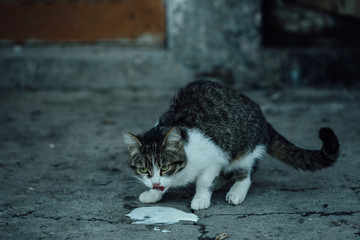 A stray cat drinking milk on a dirty background