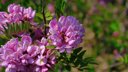 
Branches of blooming acacia in spring
Bright floral background for web design.

