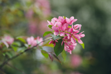 
blooming apple tree