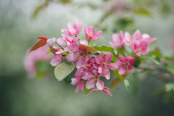 
blooming apple tree
