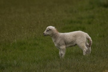 Obraz premium lamb in the field 