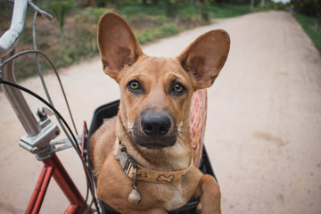 Small brown Thai dog Sit on a bicycle basket. The line staring into the camera in suspicion. The mood is fresh. vintage style.