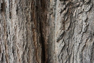 tree bark texture