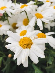 Fototapeta premium White Daisy flowers, chamomile flowers, close-up looking of flowers, macro flower head.