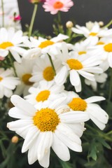 White Daisy flowers, chamomile flowers, close-up looking of flowers, macro flower head.