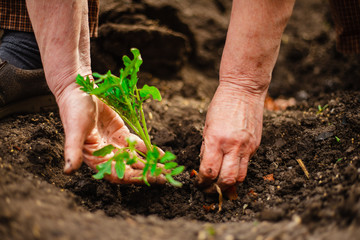 Closeup of an old woman's hands planting a seedling of a tomato into the soil. Gardener covering the roots of a tomato with ground and humus. Horticulture and home garden concept.