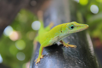 Green Lizard 2