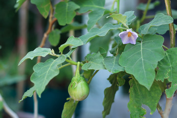 Obraz premium eggplant flower on eggplant tree and there is one eggplant lower with many green leaves