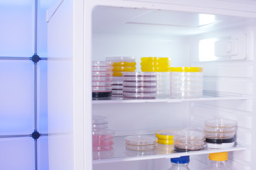 Petri dishes with samples of microorganisms in a laboratory refrigerator