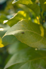 green leaves with small ant