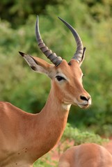 Antilope impala dans le parc Kruger