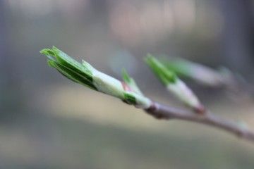 buds of a tree