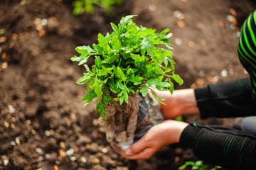 Closeup of a tomato seedling in the hands of a young boy ready to plant it into the soil at the garden. Home grown vegetables and healthy food care. Horticulture and home garden concept.