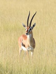 Thomson's gazelle in the savannah