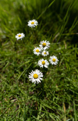 Daisies in the grass with blurred background