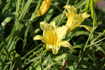 yellow daylily plant with furled bloom